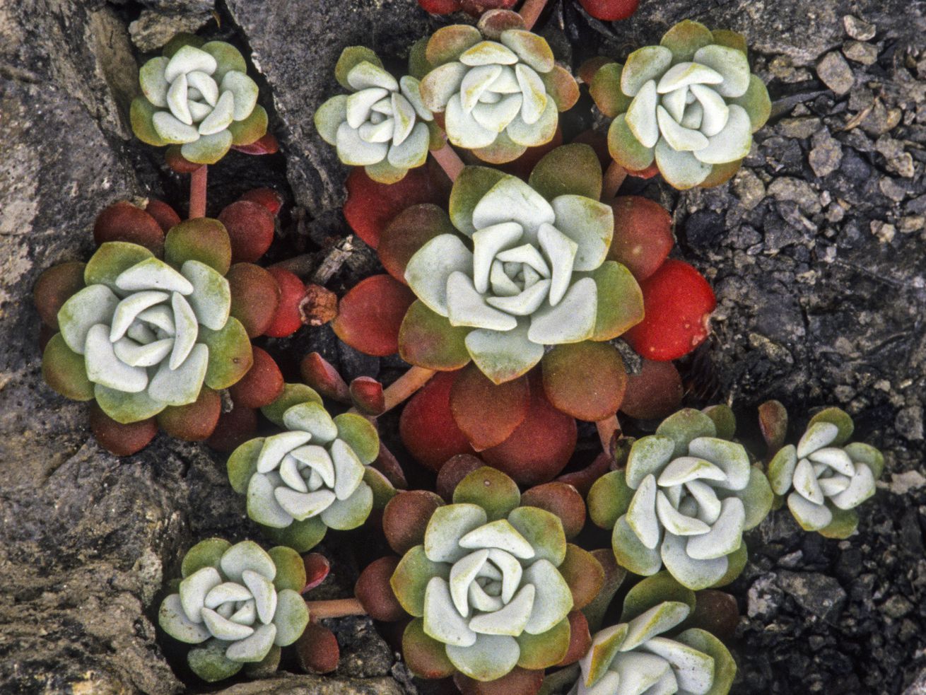 These tiny succulent plants are being poached by the thousands