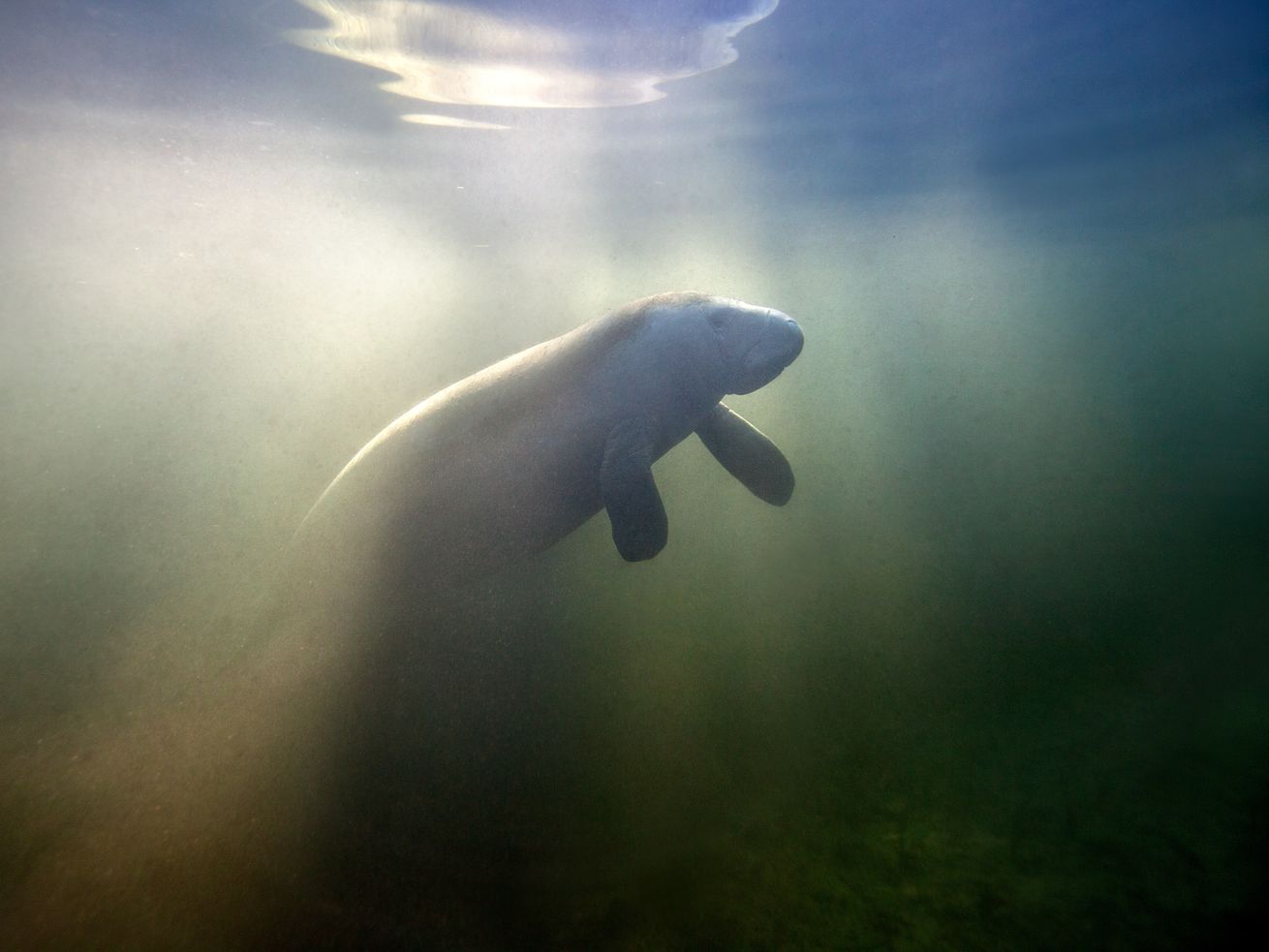 The manatees are starving