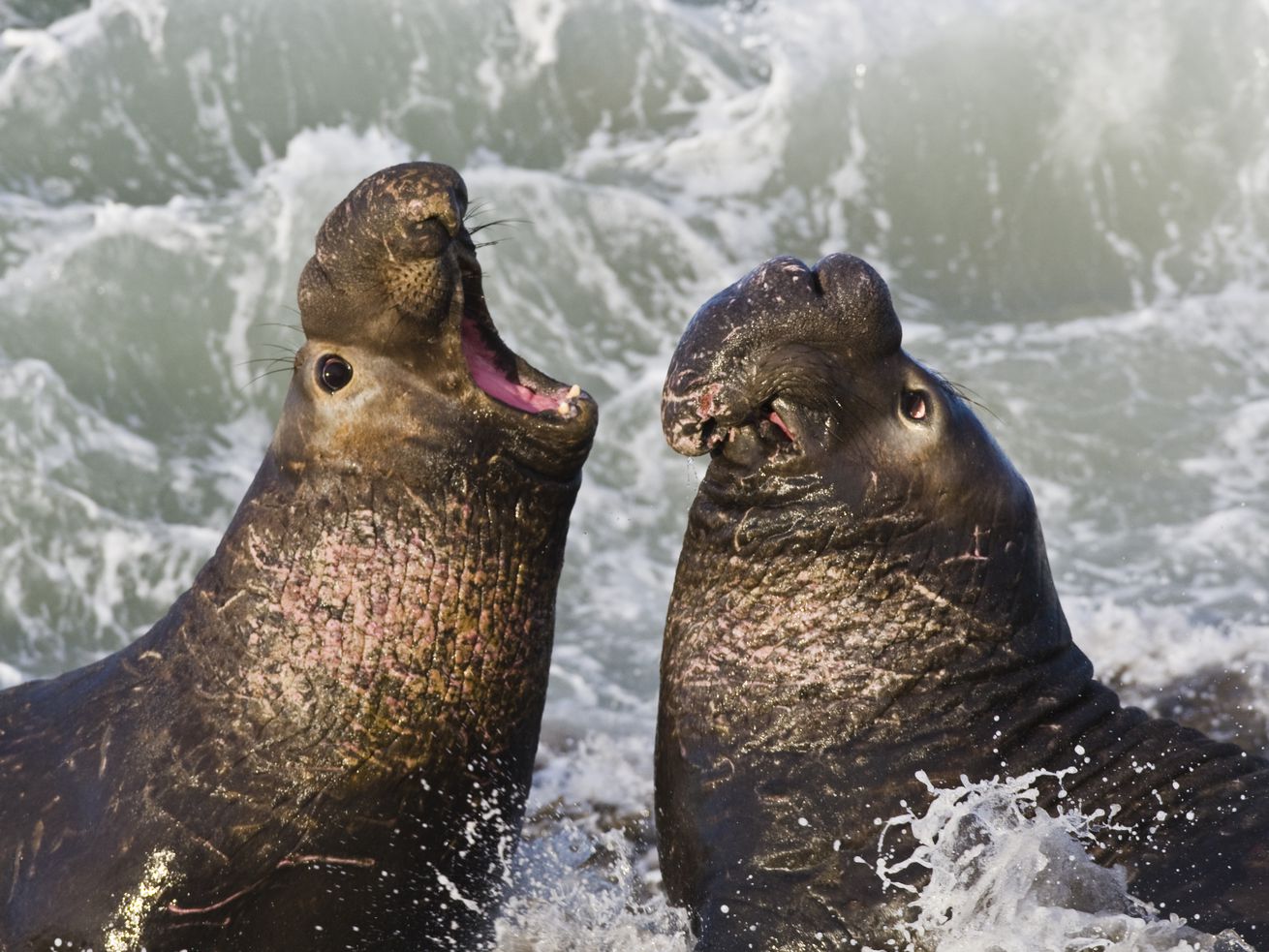 Scientists are recruiting elephant seals to eavesdrop on whales