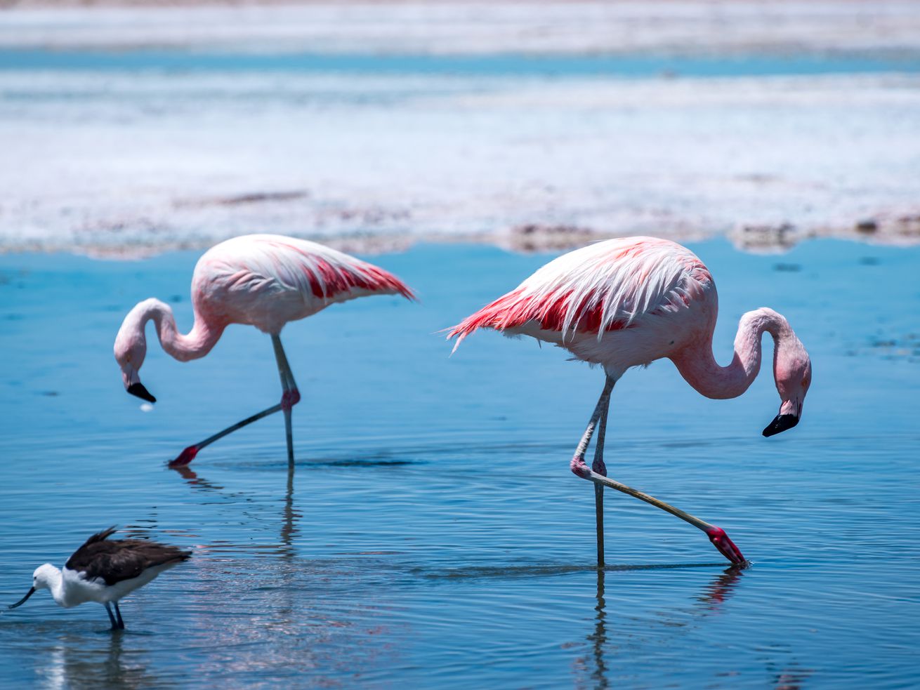 The troubling link between electric cars and … flamingos?