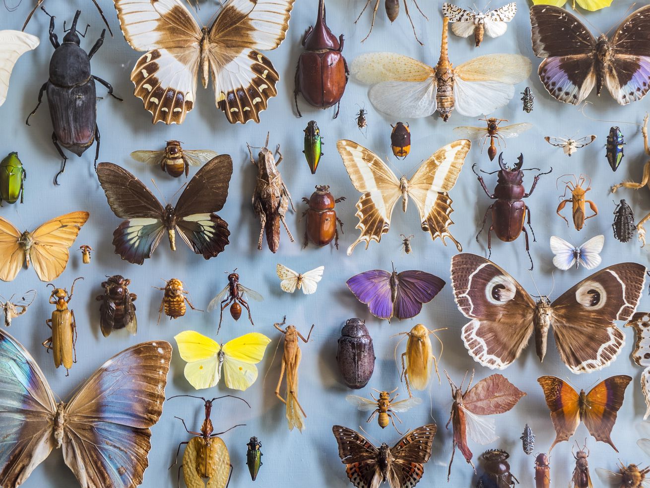 The loss of insects is an apocalypse worth worrying about