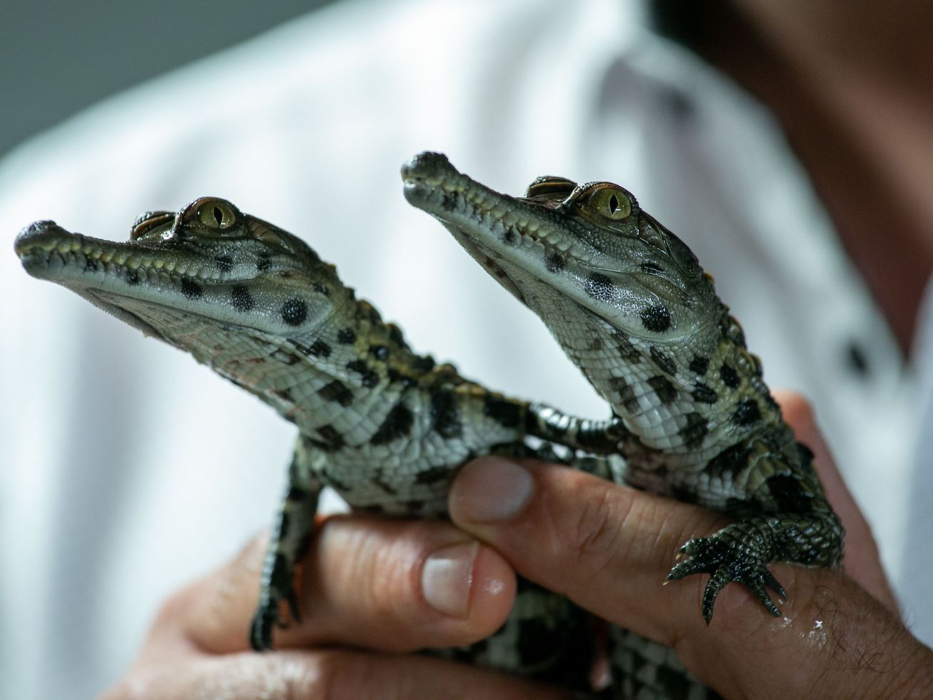 One-fifth of all crocodiles, snakes, and other reptiles are threatened with extinction