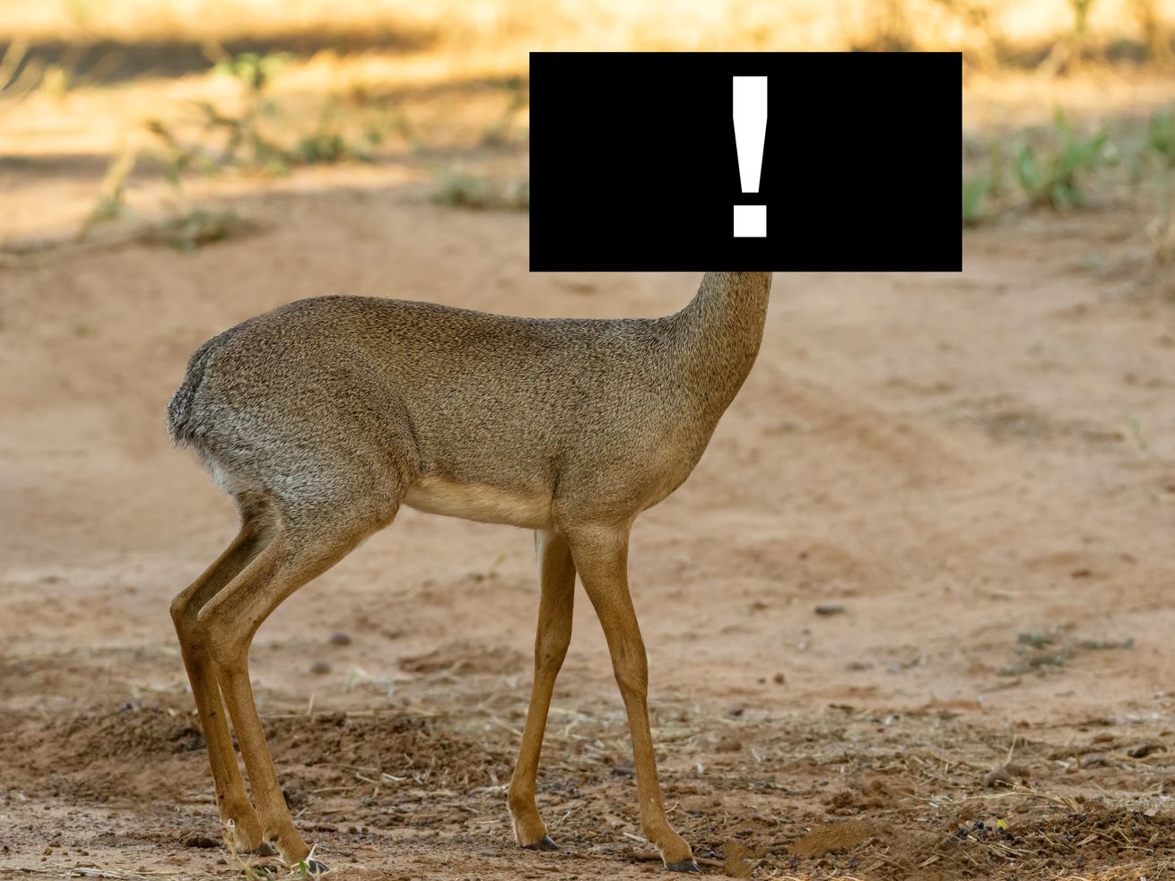 One Good Thing: An unsolicited dik-dik pic