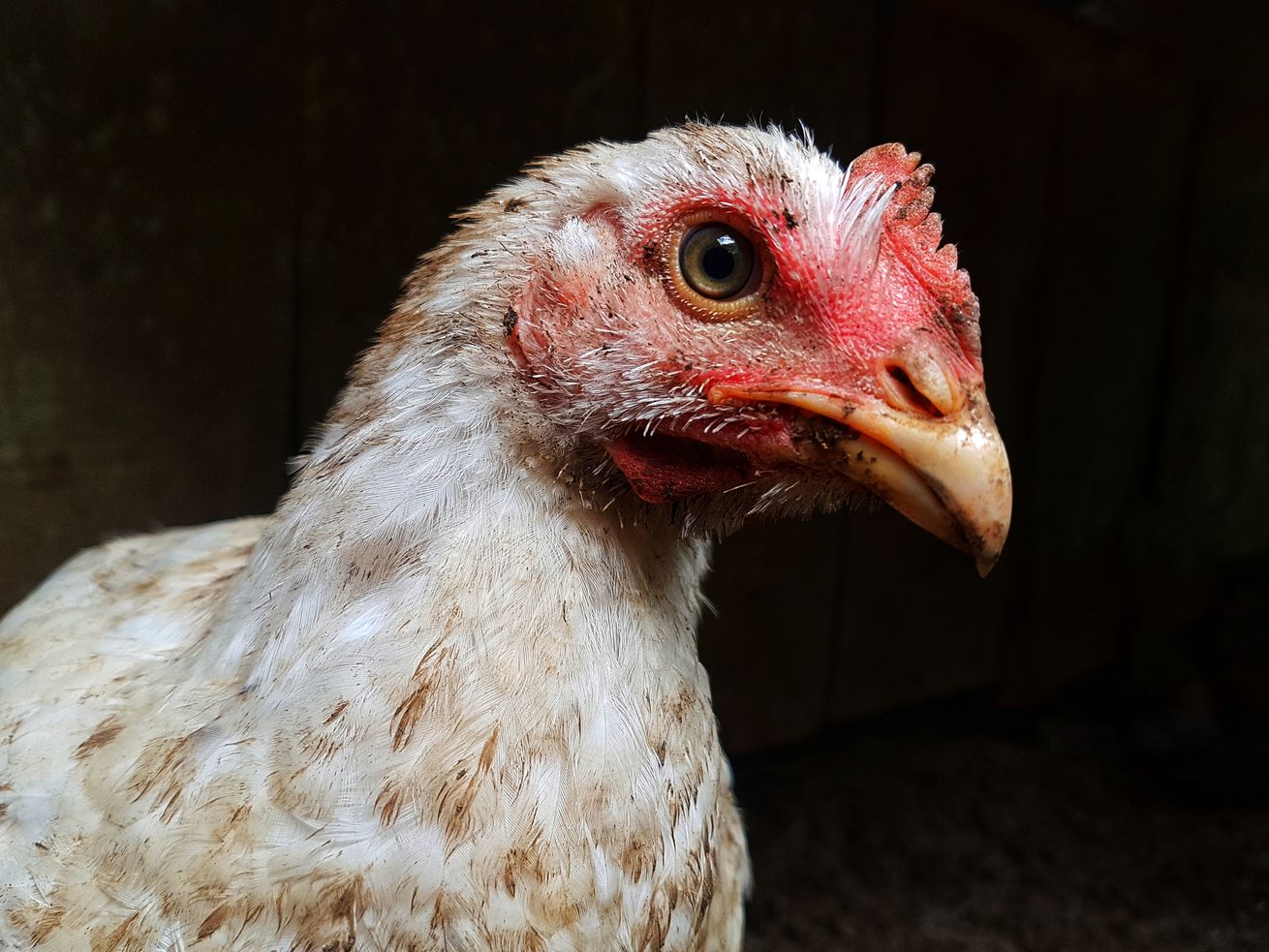 The horrific bird flu that’s wiped out 36 million chickens and turkeys, explained