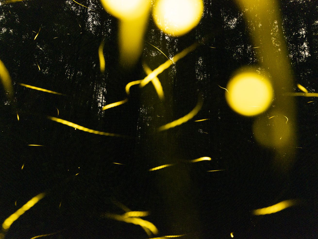 The case of the missing fireflies