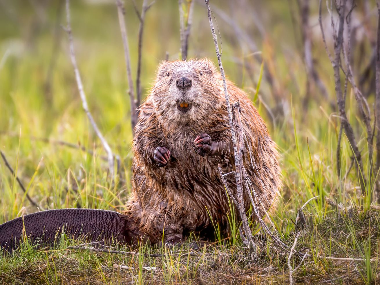 Beavers are heat wave heroes