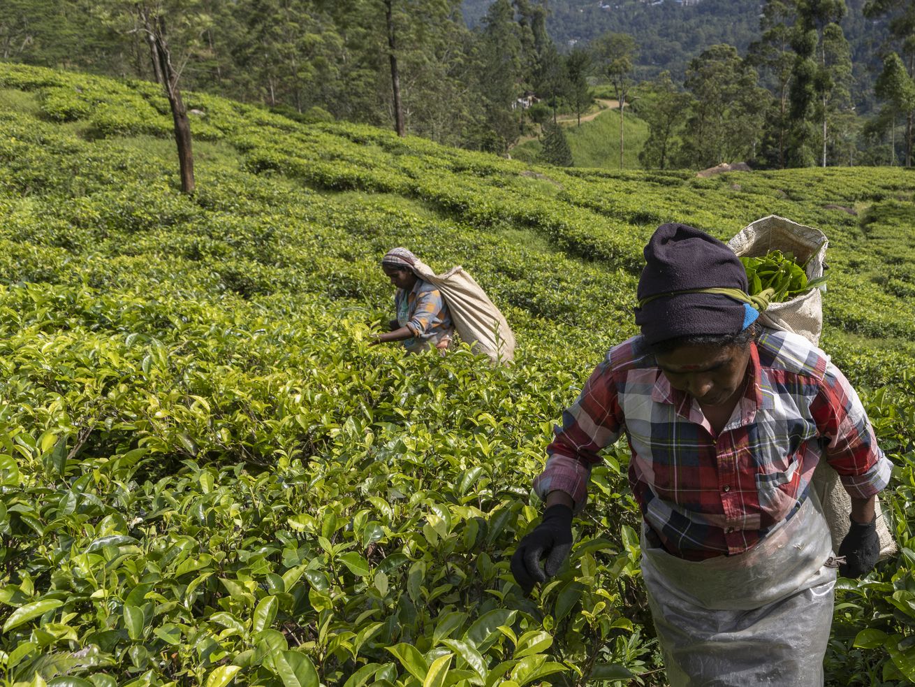 Sri Lanka’s organic farming disaster, explained