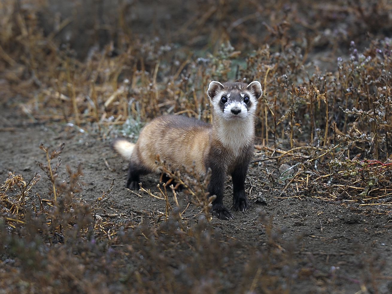 The biggest wildlife bill since the Endangered Species Act is *this close* to becoming law