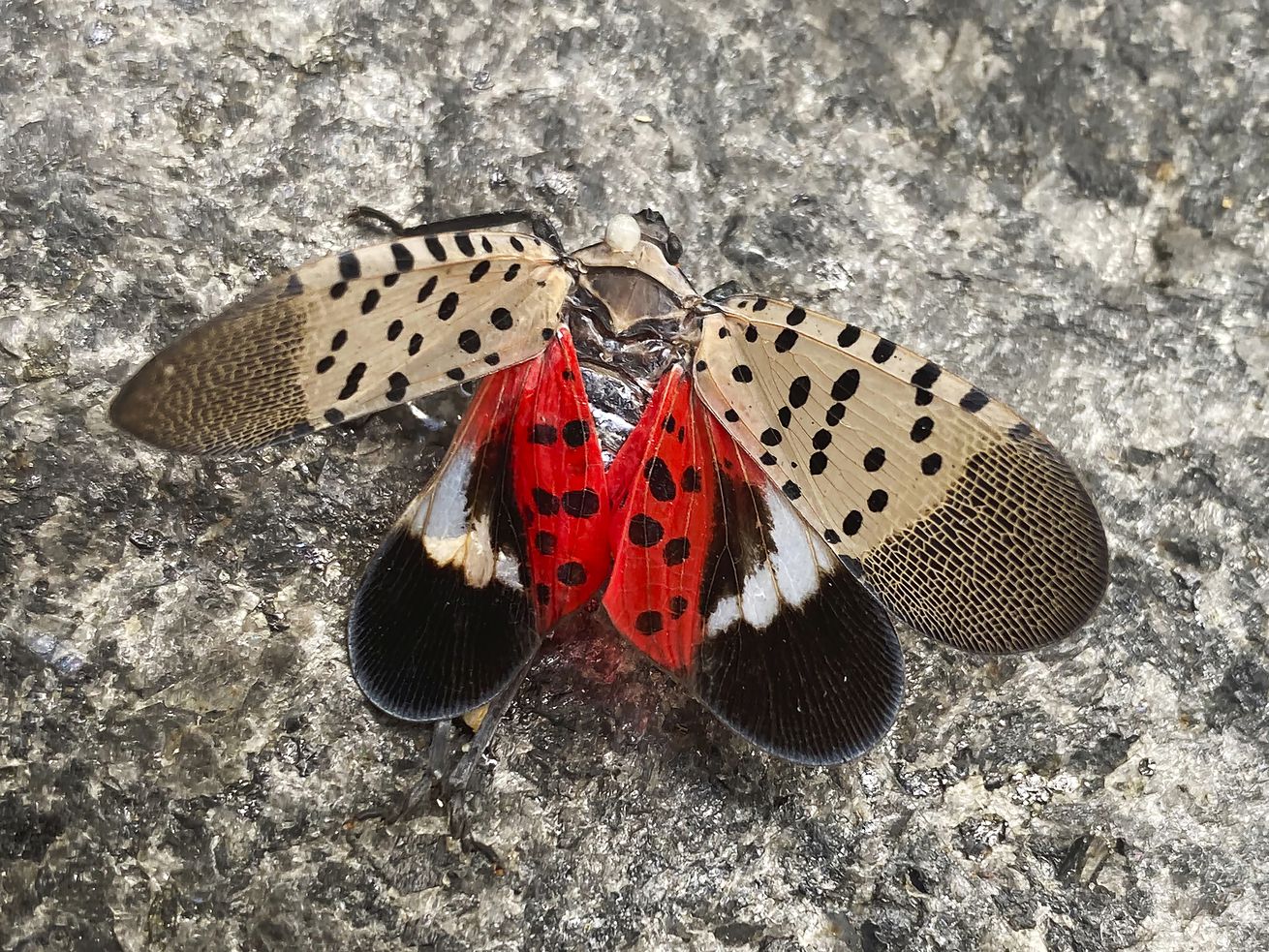 Blowtorching spotted lanternflies is, in fact, a bad idea