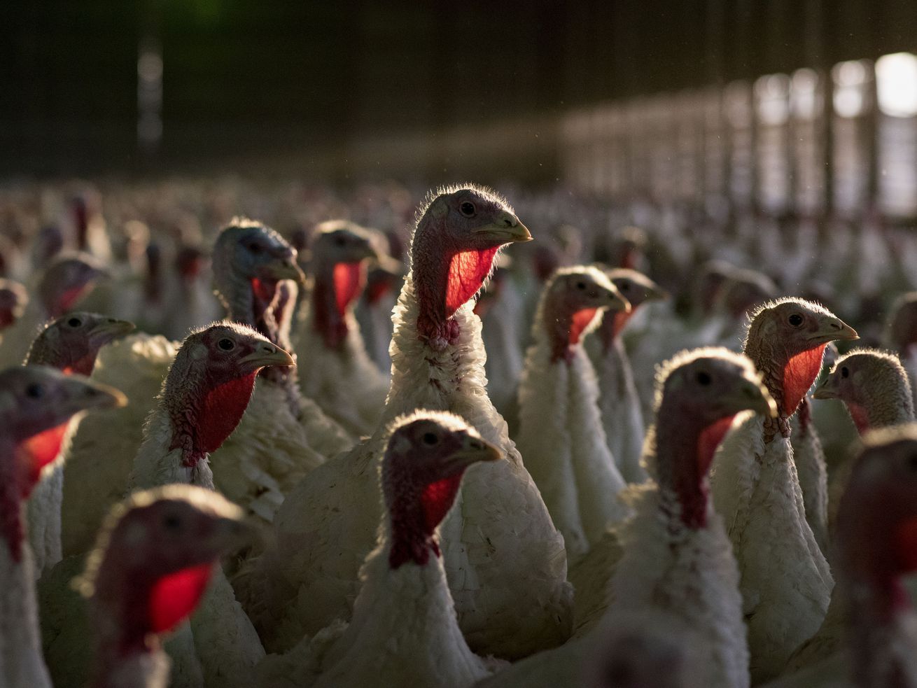 Vaccinate the turkeys (and the chickens)