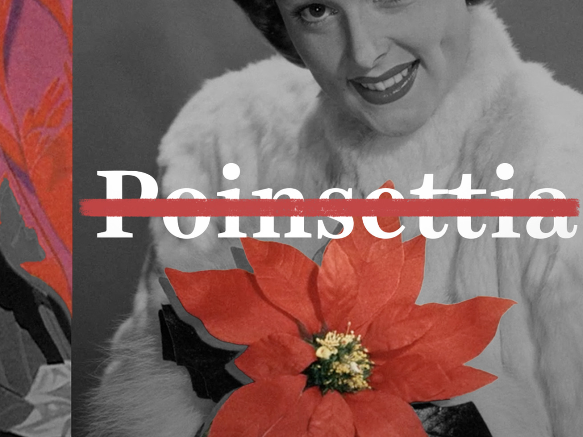The case to rename this famous Christmas plant