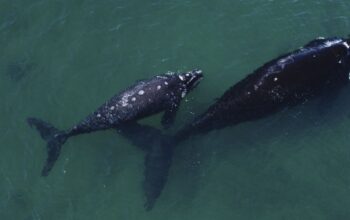Save the “massive, living, beautiful, breathing, majestic boxes of carbon” known as whales
