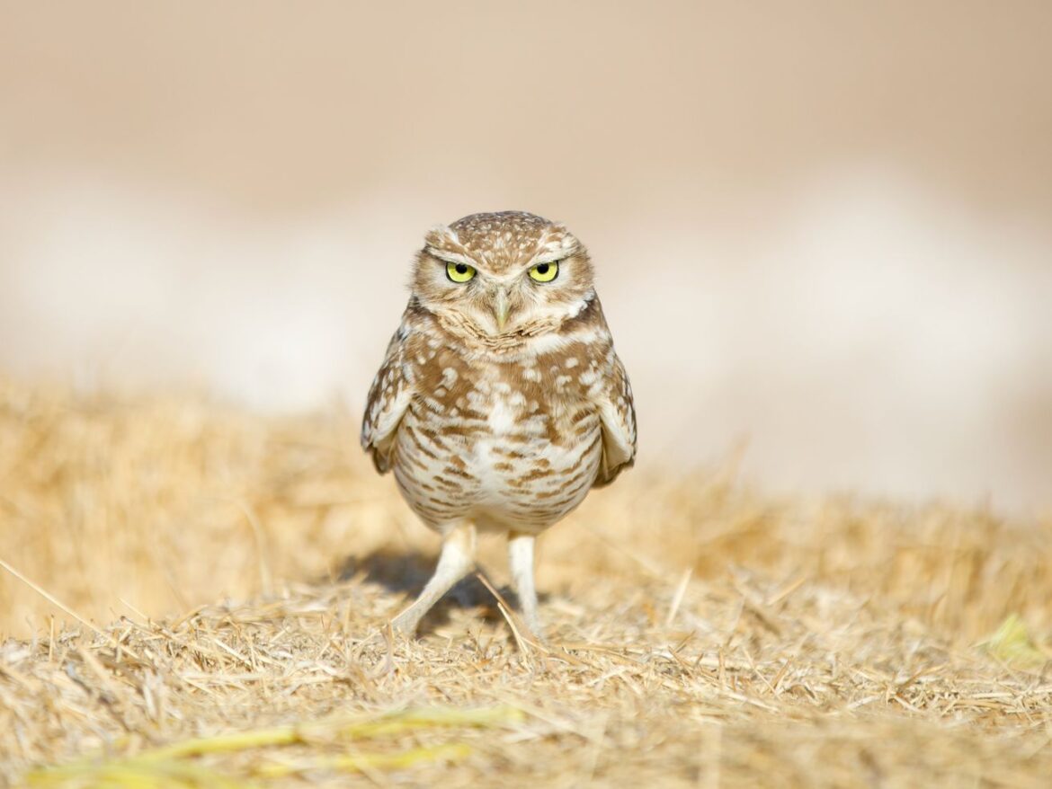 These adorable tiny owls are thriving in the most unlikely place