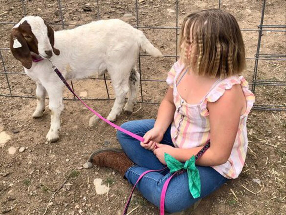 The viral story of a girl and her goat explains how the meat industry indoctrinates children
