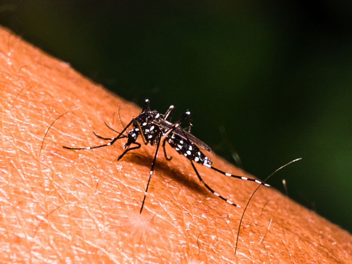 Half the world is at risk of dengue. Why is there no universal way to prevent it?