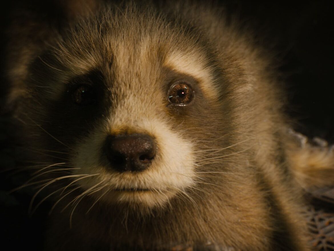 Guardians of the Galaxy Vol. 3 is somehow the best animal rights movie of the year