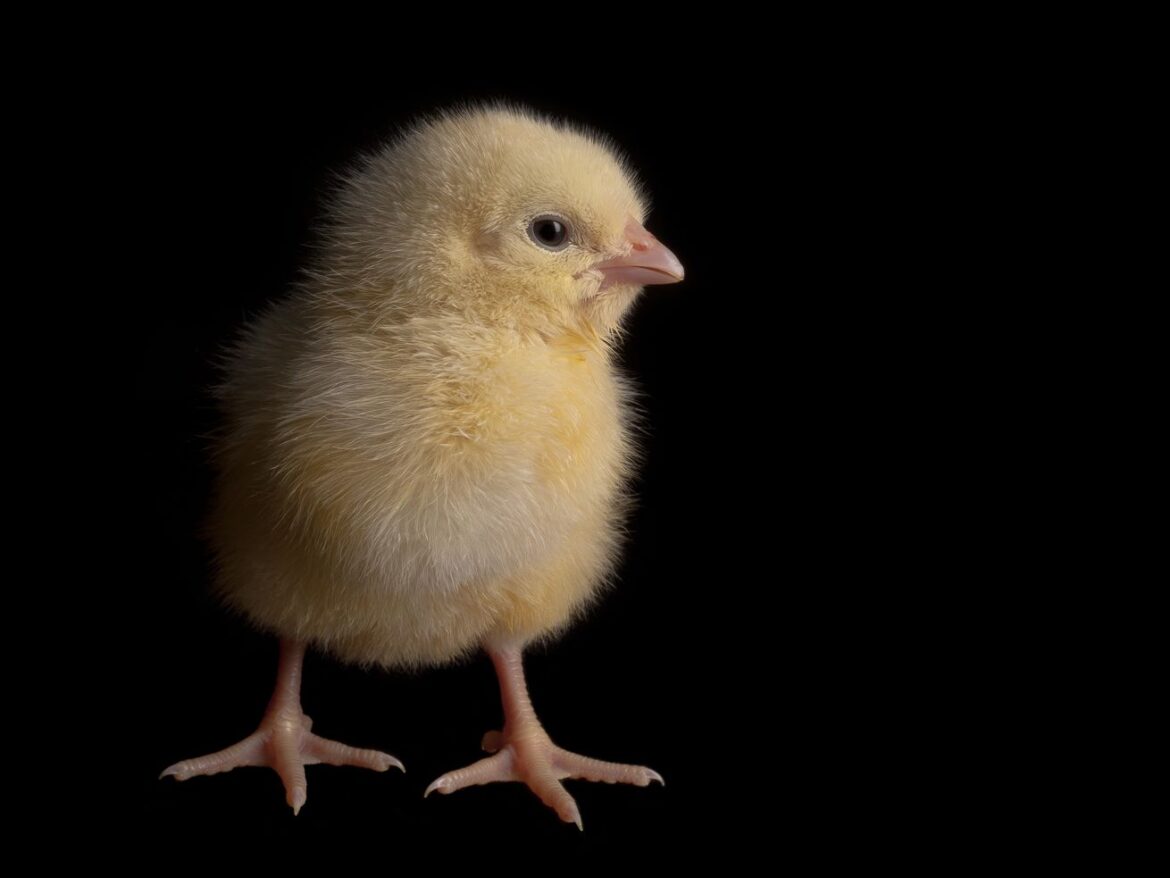 Save the male chicks