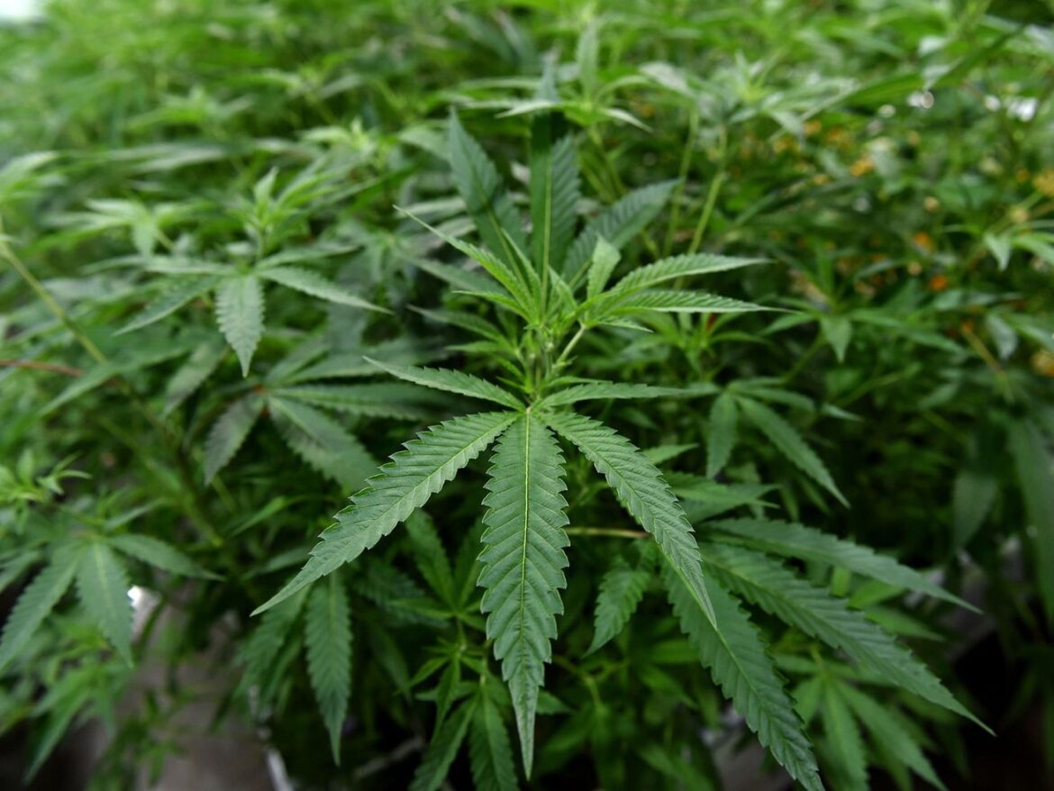Marijuana could be classified as a lower-risk drug. Here’s what that means.