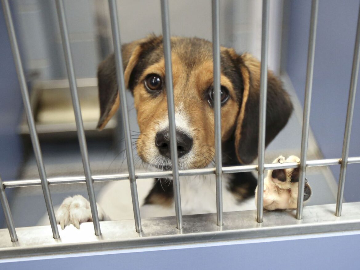 Americans can’t afford their pets. It’s pushing animal shelters to the brink.