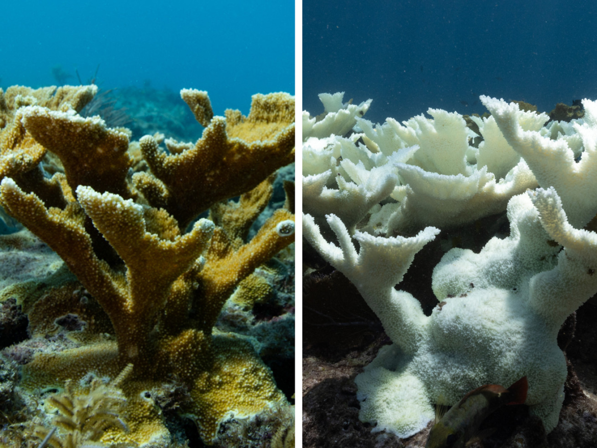 Devastating photos reveal how an extreme heat wave is wrecking Florida’s coral reef