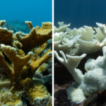 Devastating photos reveal how an extreme heat wave is wrecking Florida’s coral reef