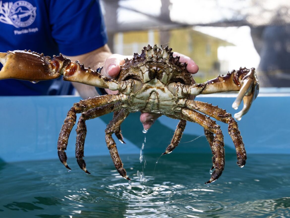 Scientists will unleash an army of crabs to help save Florida’s dying reef