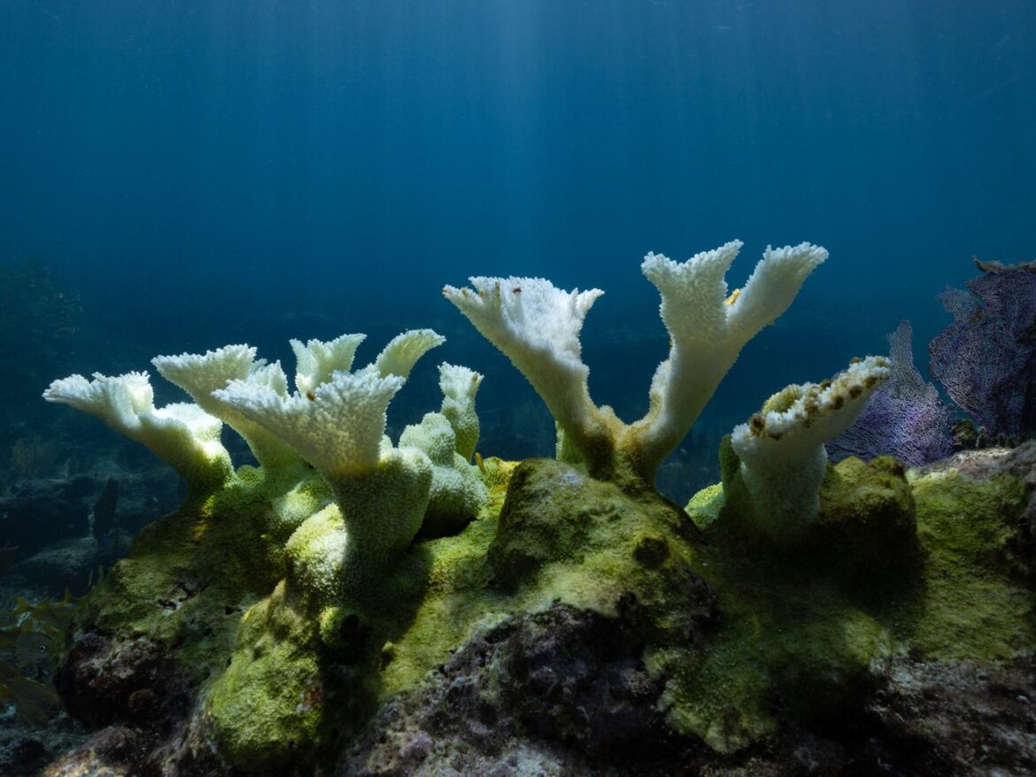America’s most iconic coral reef is dying. Only one thing will save it.