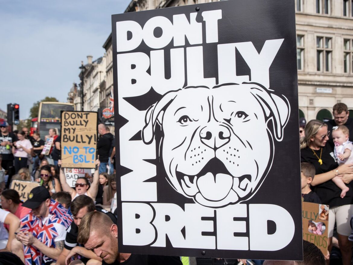 Dog breed bans are about human prejudice — not the dogs