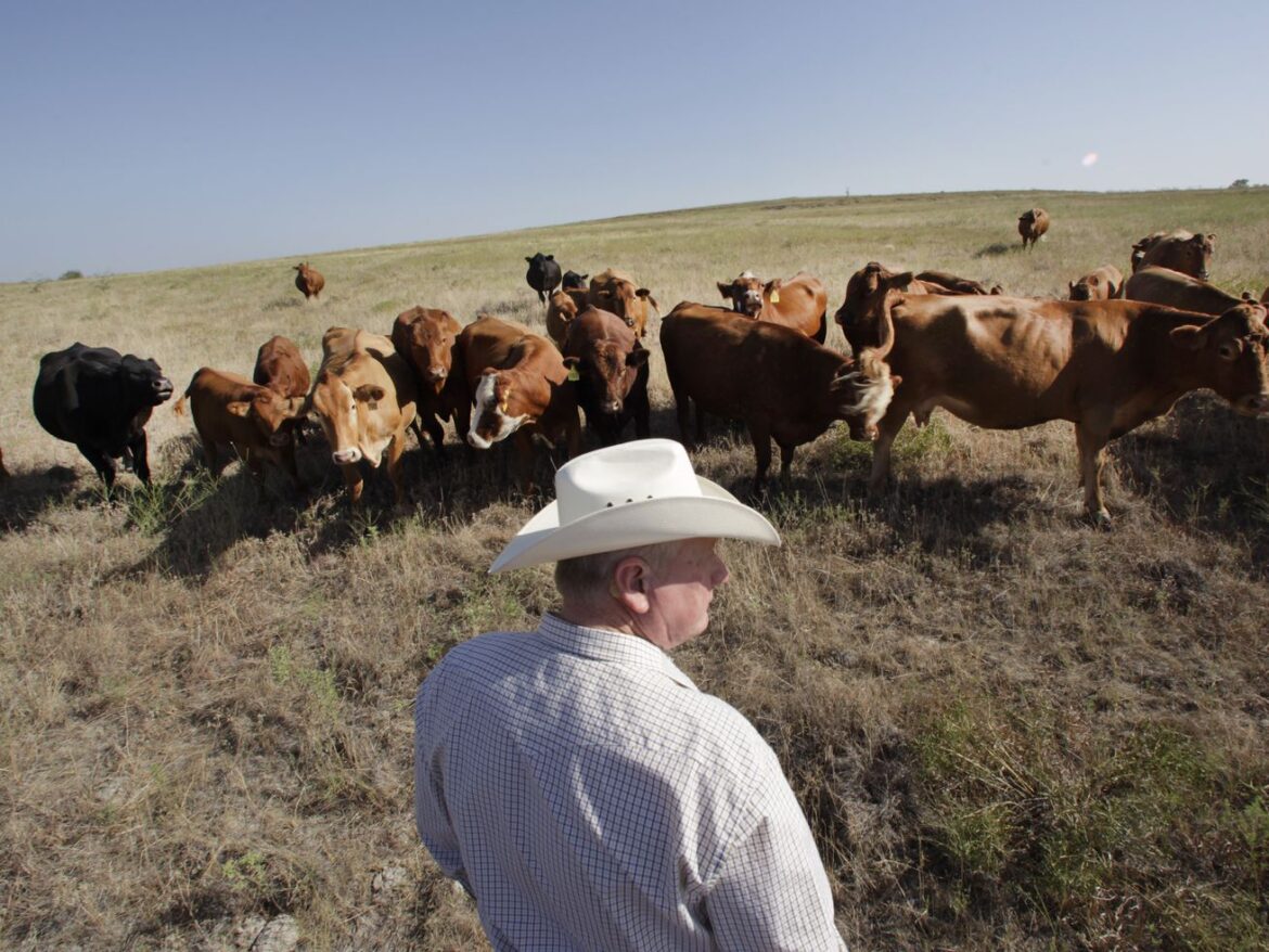 This land isn’t for you or me. It’s for the meat industry.