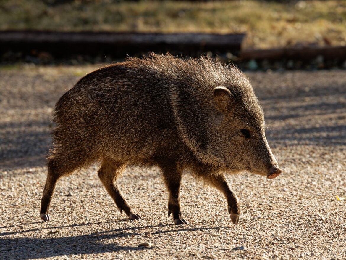 Water-hungry golf courses plague Arizona’s native javelina-filled landscape