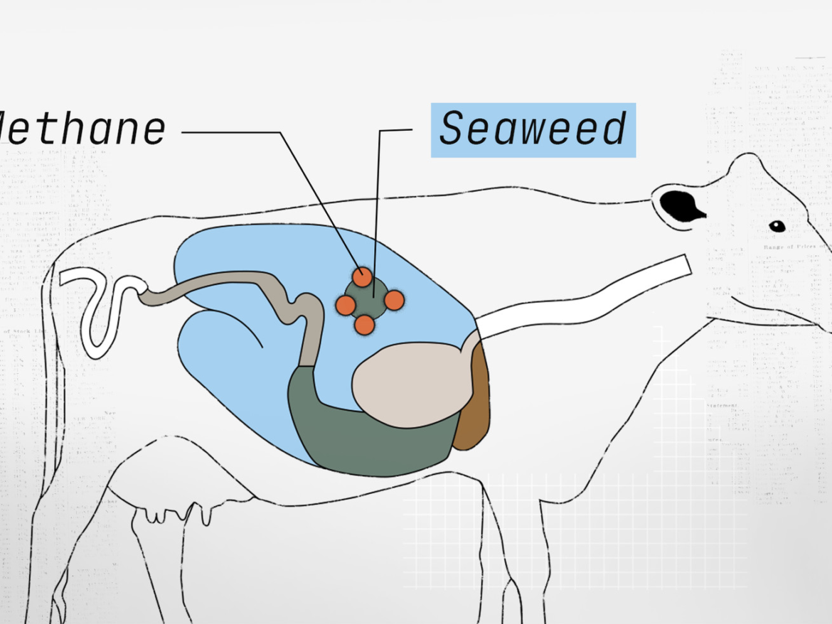 Cow burps are a climate problem. Can seaweed help?