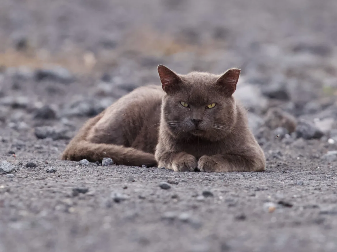 Hawaii’s out-of-control, totally bizarre fight over stray cats