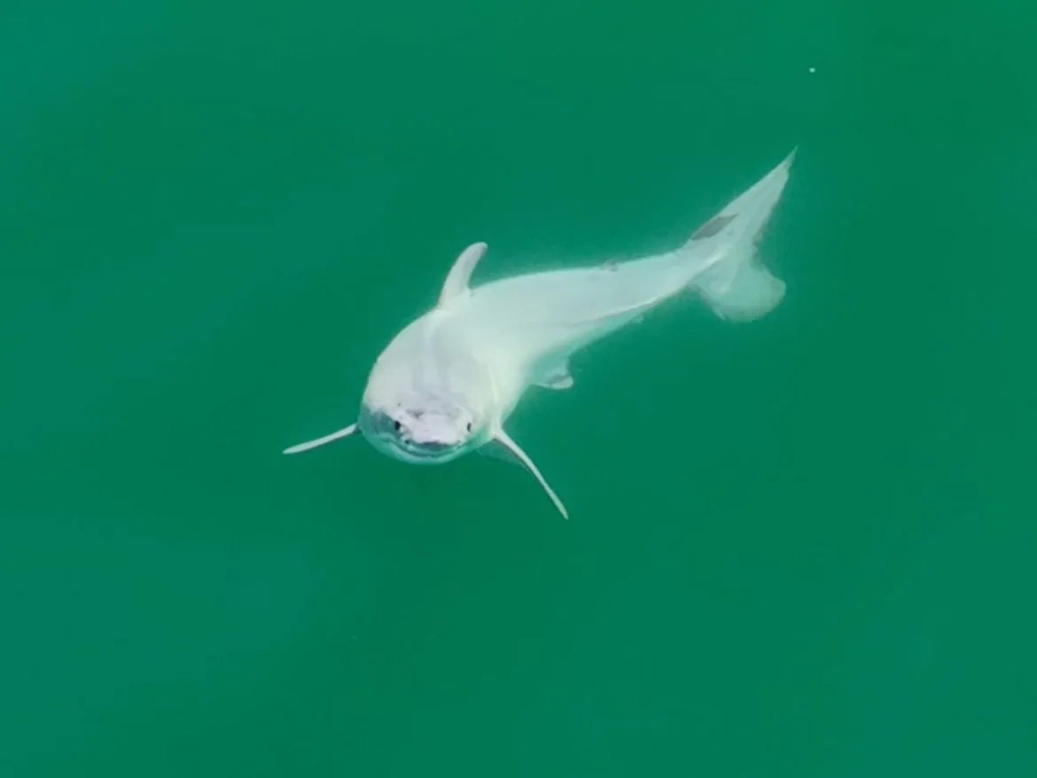 Is this a newborn great white shark? Big if true.