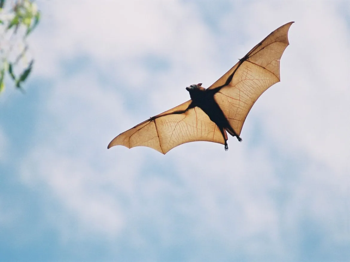 Bats have a unique superpower. Climate change is turning it into a liability.