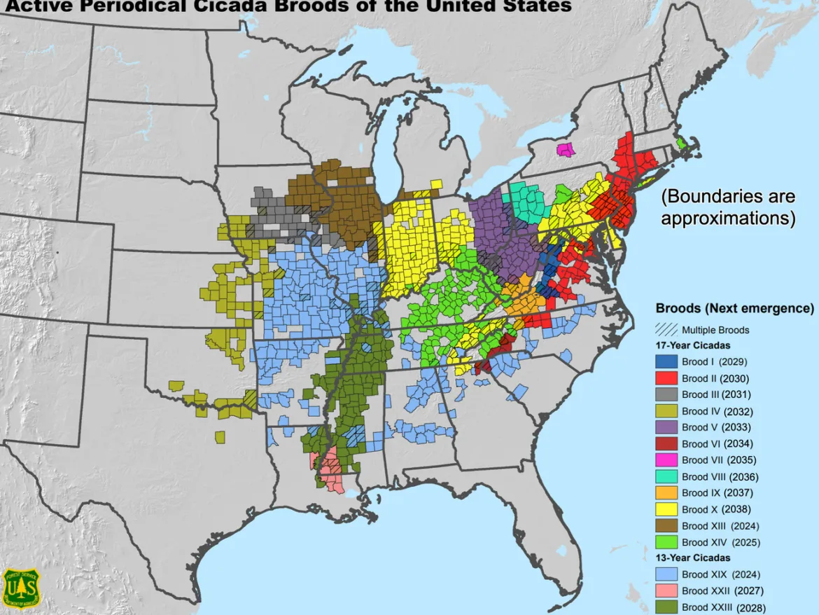 Where billions of cicadas will emerge this spring (and over the next decade), in one map