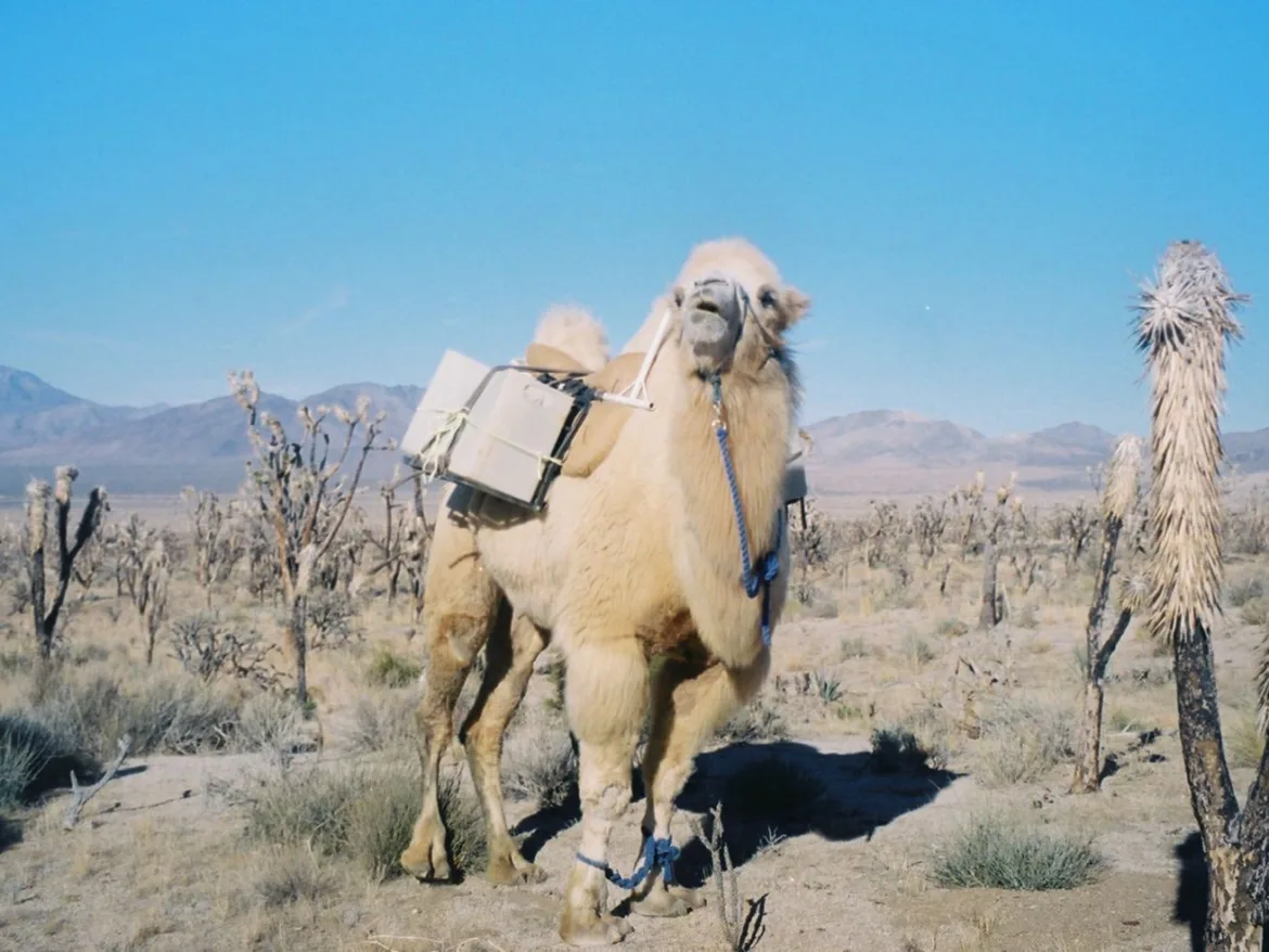 This camel has a very important job