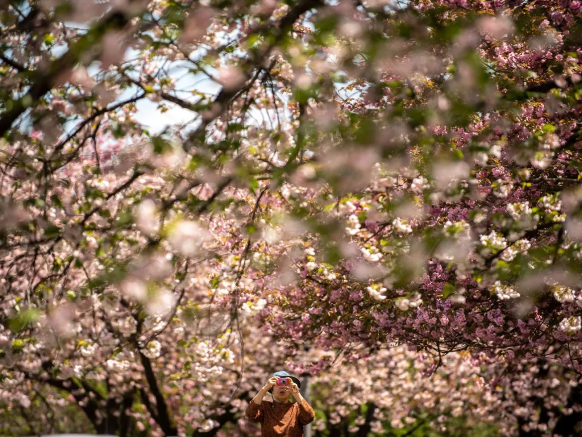 Japan’s cherry blossoms are a marker of natural time — and how climate change is altering it