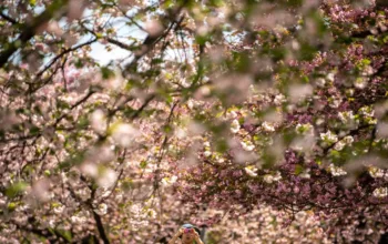 Japan’s cherry blossoms are a marker of natural time — and how climate change is altering it, Huntsville News