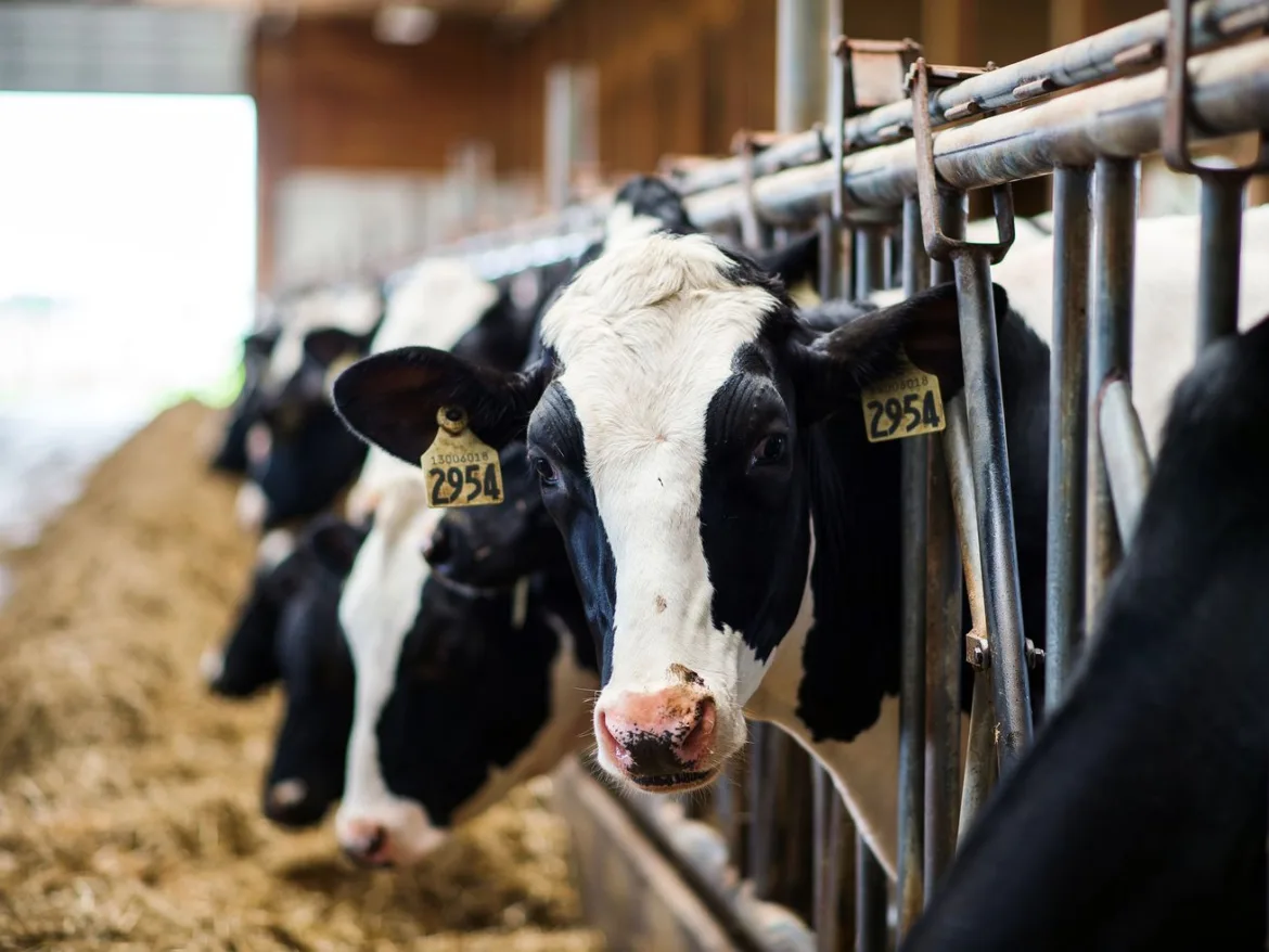 The dairy industry really, really doesn’t want you to say “bird flu in cows”