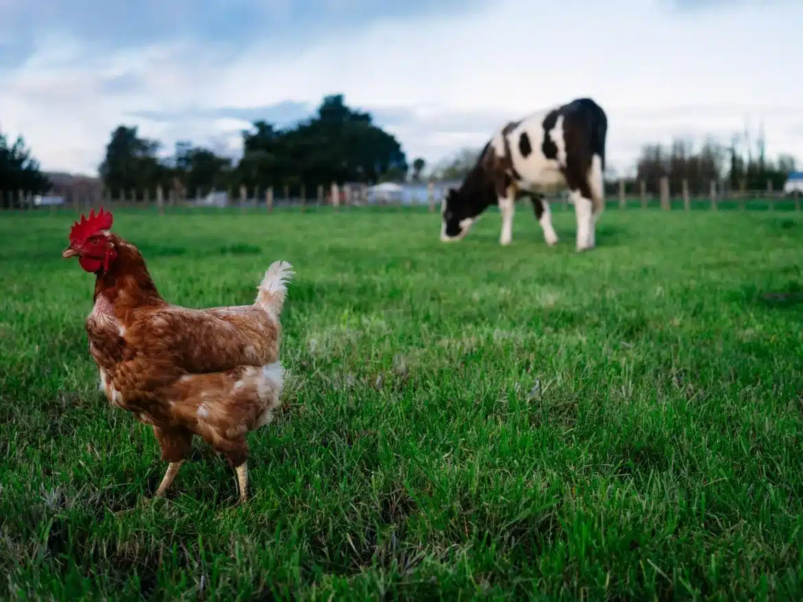 Bird flu jumped to cows, then to a human. Should we be worried?