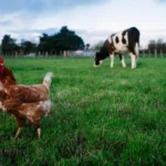 Bird flu in cows — and now in milk. How worried should we be?, Huntsville News