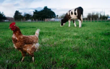 Bird flu in cows — and now in milk. How worried should we be?, Huntsville News