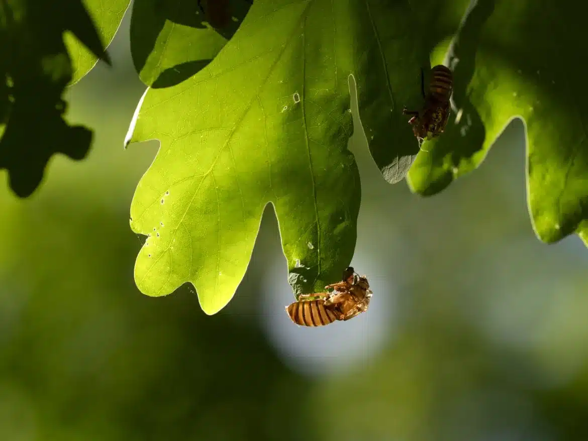 Your guide to 2024’s rare cicadapocalypse