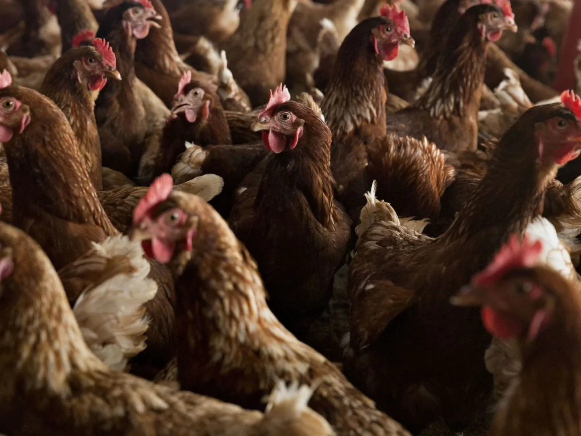 Why aren’t we vaccinating birds against bird flu?