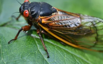 8 surprising reasons to stop hating cicadas and start worshipping them, Huntsville News