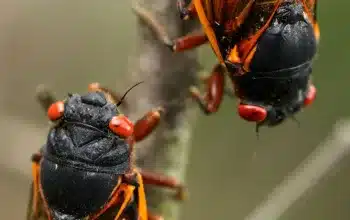 A rare burst of billions of cicadas will rewire our ecosystems for years to come, Huntsville News
